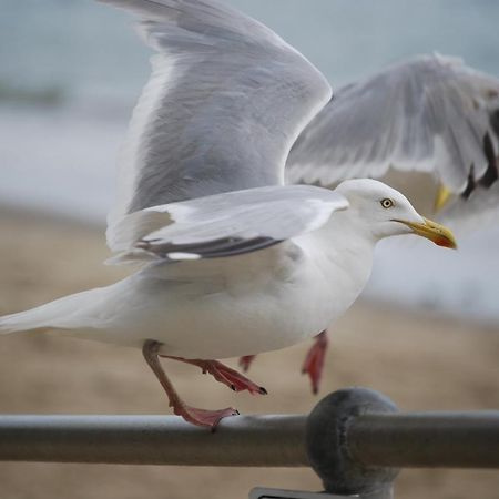 The Greenwich Rooms - Burger & Bird Bar & Restaurant Peacehaven Buitenkant foto